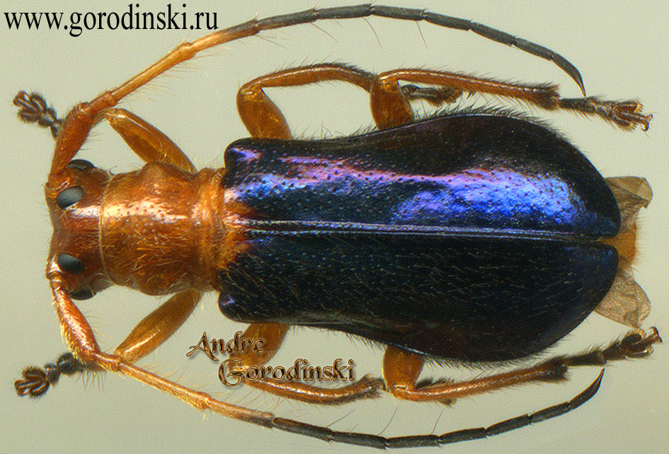 http://www.gorodinski.ru/cerambyx/Plaxomicrus latus.jpg